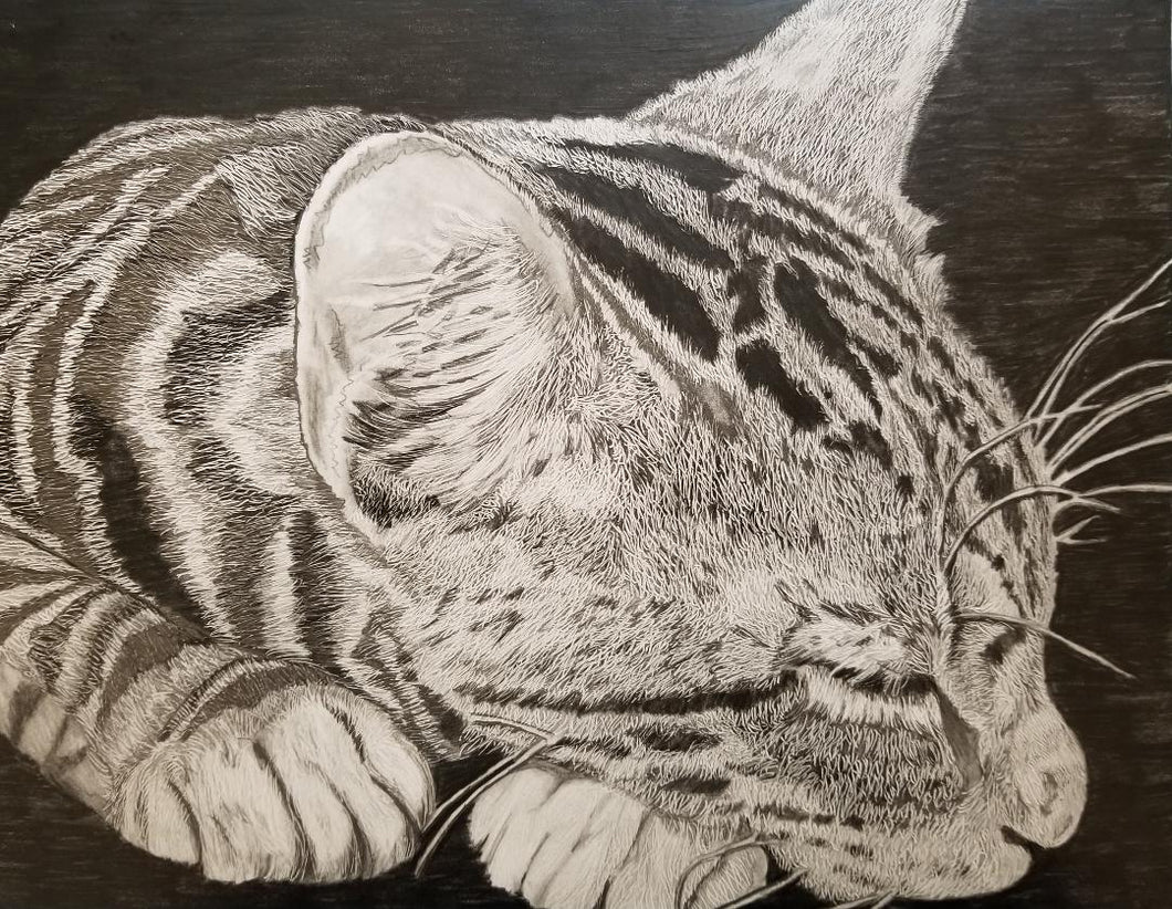 Cat pencil drawing  Art Board Print for Sale by Pencil-Art